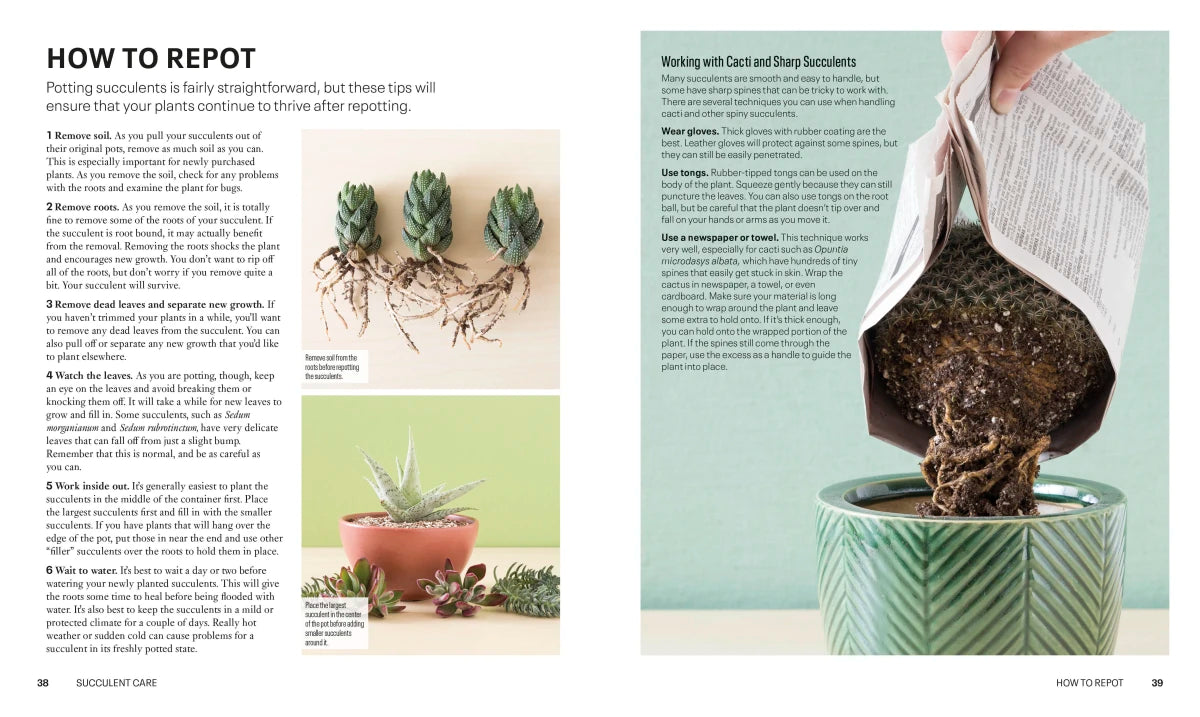 Succulents US - Paperback / softback