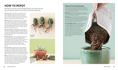 Succulents US - Paperback / softback