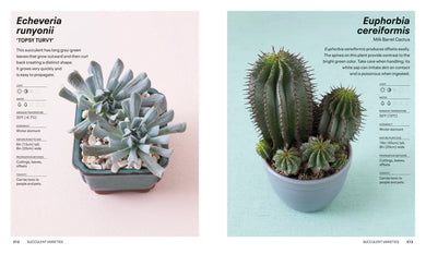 Succulents US - Paperback / softback