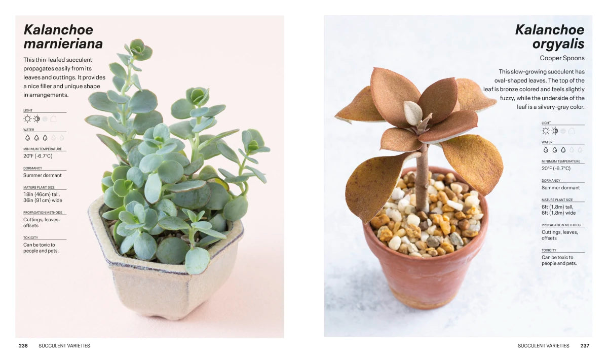 Succulents US - Paperback / softback