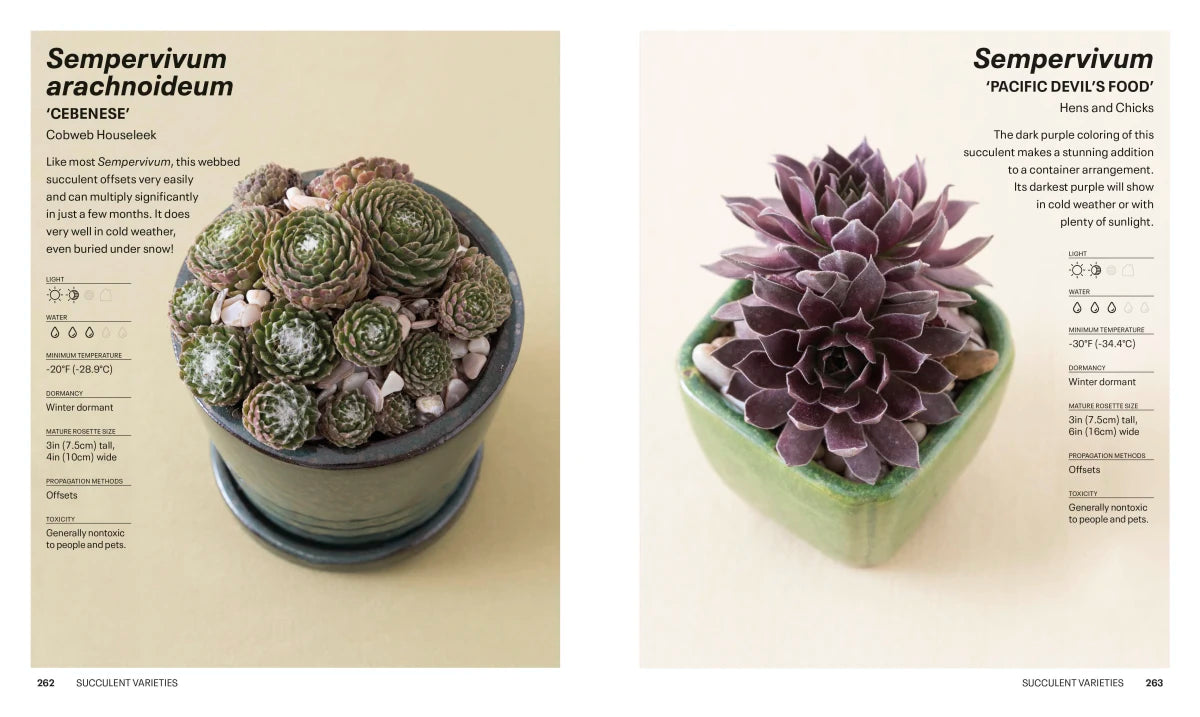 Succulents US - Paperback / softback