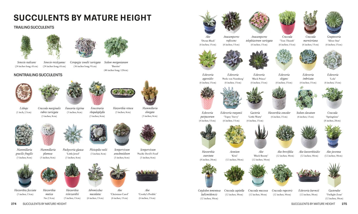 Succulents US - Paperback / softback