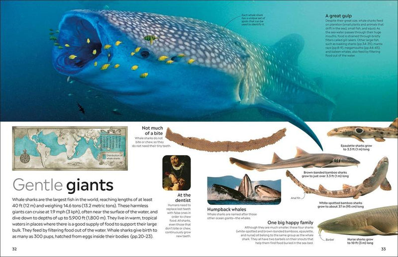 Eyewitness Shark US - Hardback