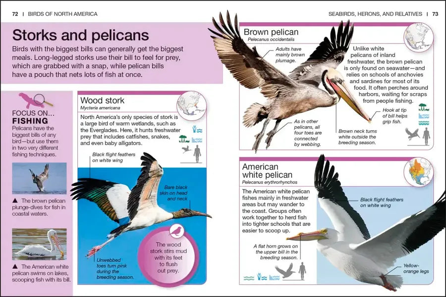 Pocket Genius Birds of North America US - Paperback / softback