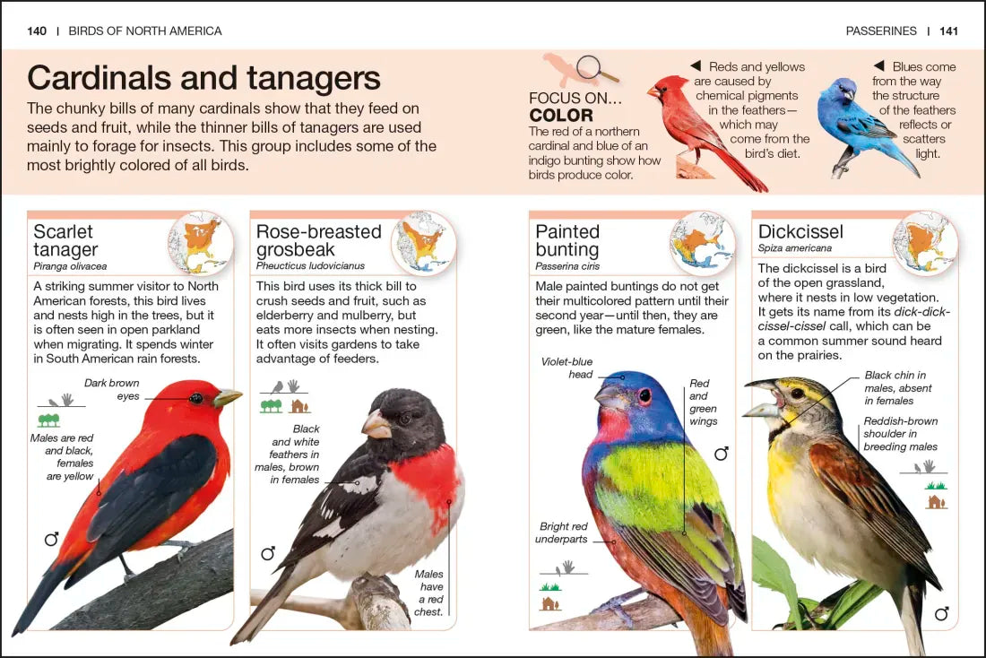 Pocket Genius Birds of North America US - Paperback / softback