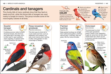 Pocket Genius Birds of North America US - Paperback / softback