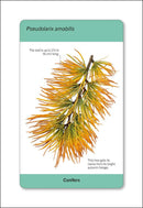 Our World in Pictures Trees of the World Flash Cards US - Cards