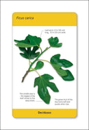 Our World in Pictures Trees of the World Flash Cards US - Cards