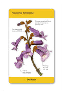 Our World in Pictures Trees of the World Flash Cards US - Cards