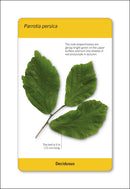 Our World in Pictures Trees of the World Flash Cards US - Cards