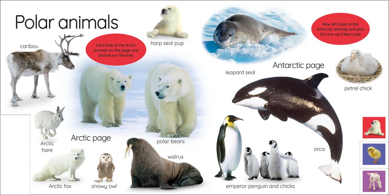 My First Animals: Let's Squeak and Squawk! US - Board book