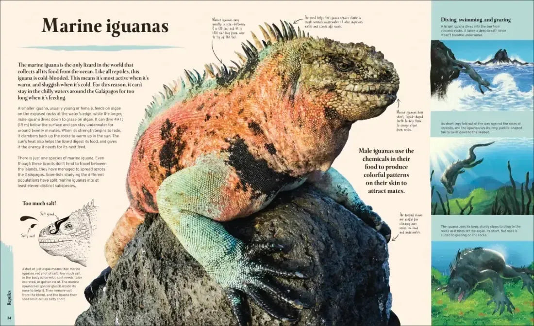 Galapagos US - Hardback