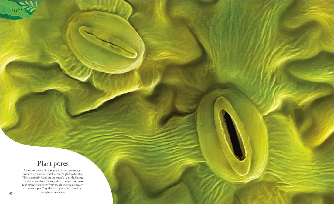 The Secret World of Plants US - Hardback