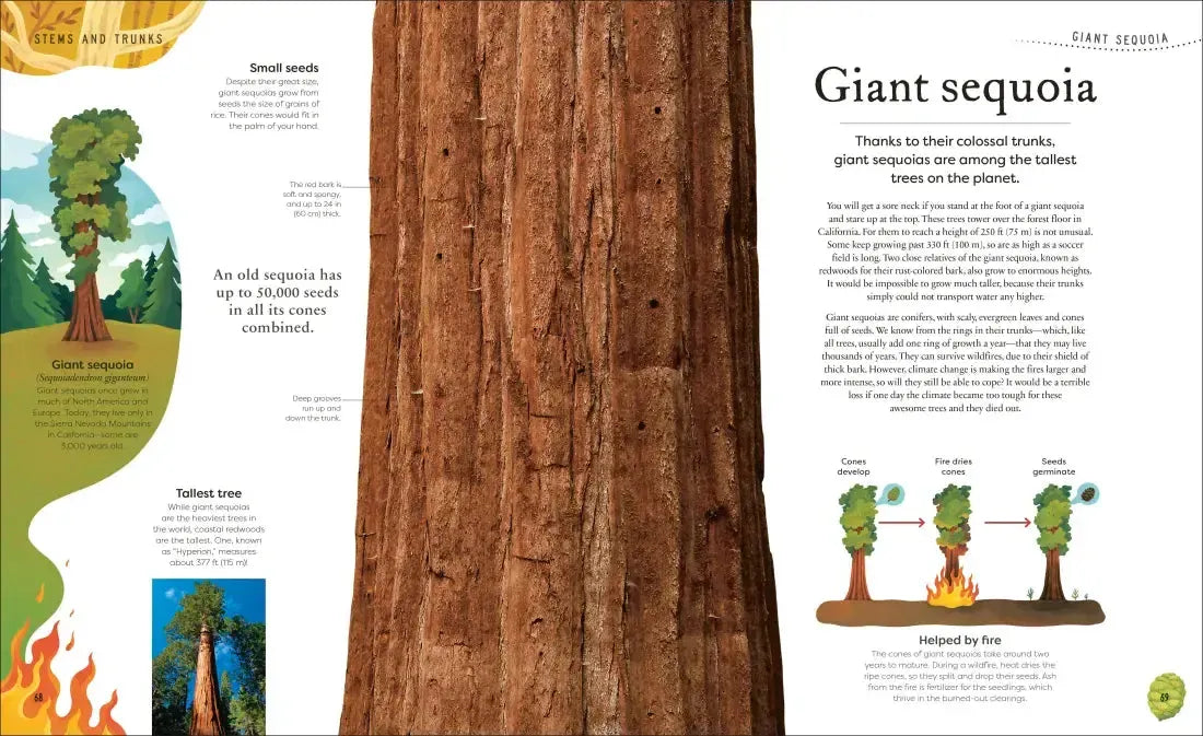 The Secret World of Plants US - Hardback