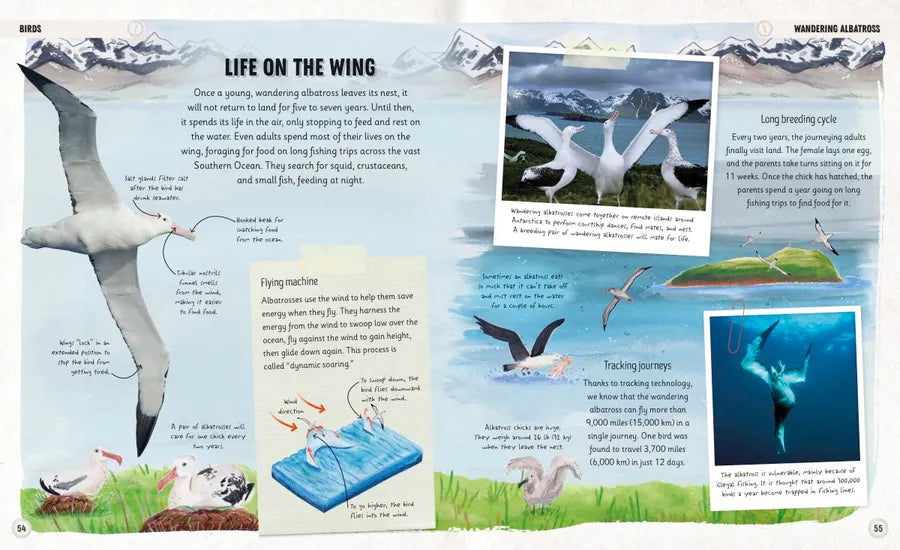 Amazing Animal Journeys US - Hardback