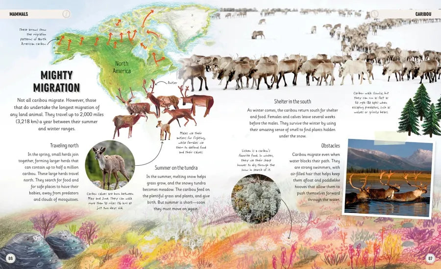 Amazing Animal Journeys US - Hardback