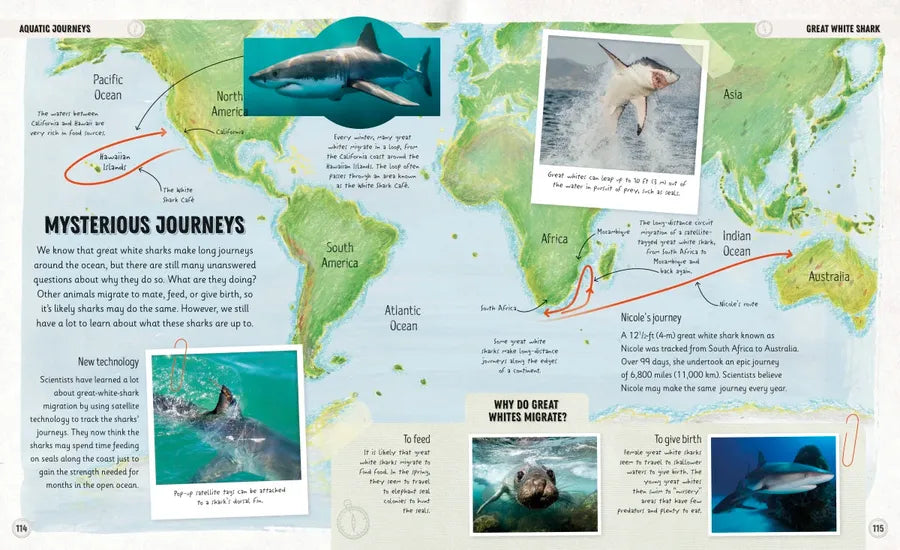 Amazing Animal Journeys US - Hardback