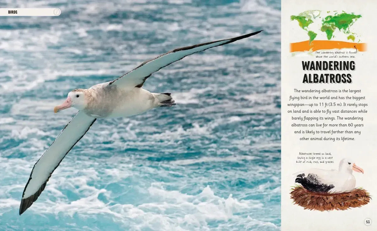 Amazing Animal Journeys US - Hardback