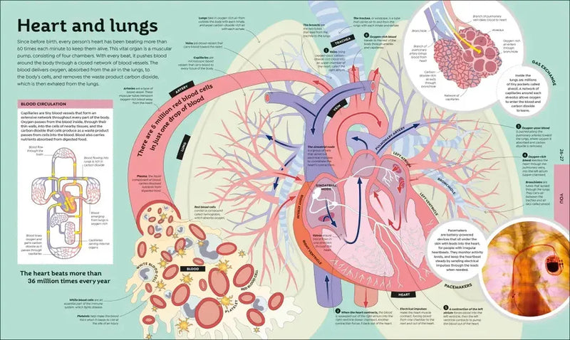 How Everything Works US - Hardback