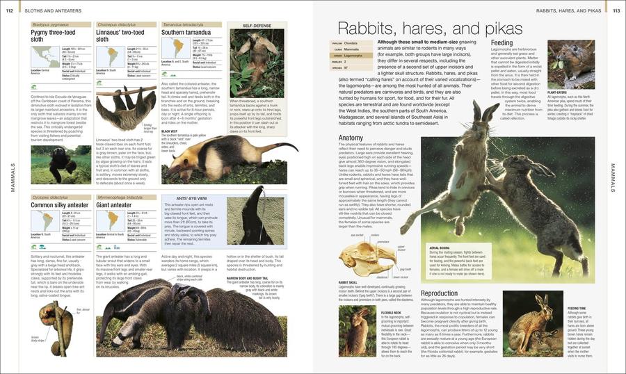 Animal US - Hardback