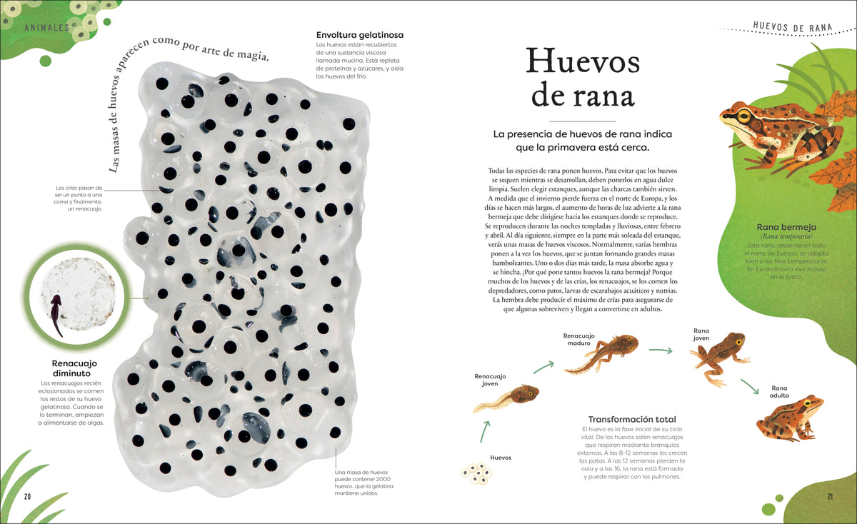Tesoros de la naturaleza (Nature's Treasures) interior 3 (ISBN 9780744064414)