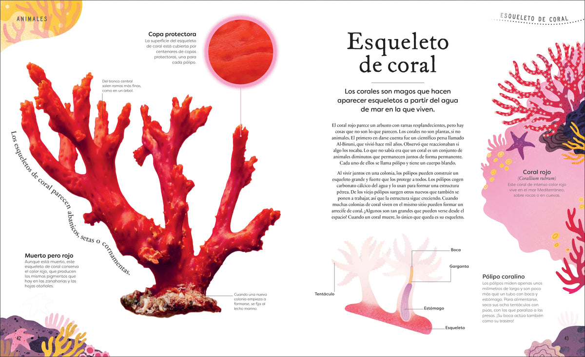 Tesoros de la naturaleza (Nature's Treasures) interior 4 (ISBN 9780744064414)