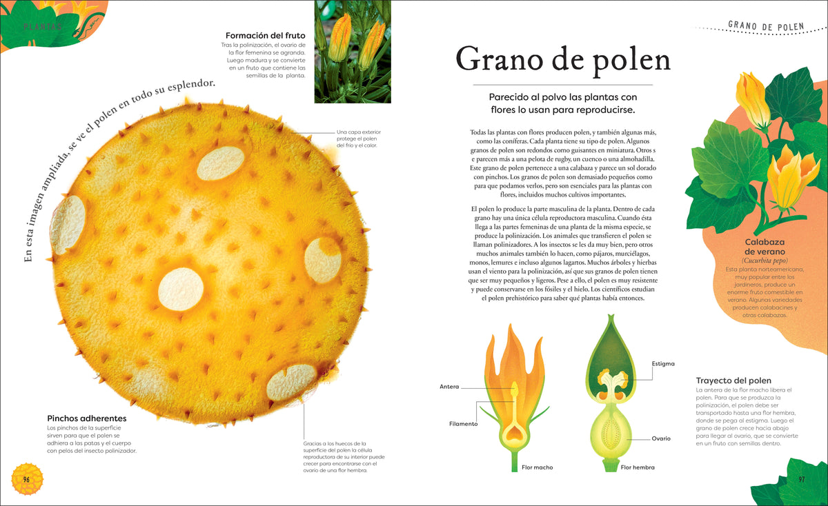 Tesoros de la naturaleza (Nature's Treasures) interior 5 (ISBN 9780744064414)
