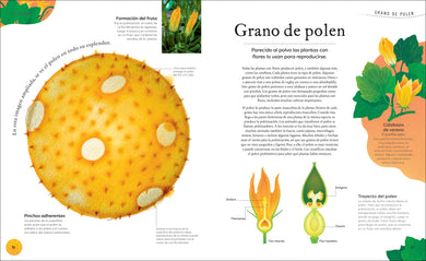 Tesoros de la naturaleza (Nature's Treasures) interior 5 (ISBN 9780744064414)