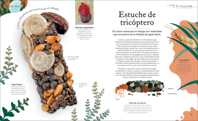 Tesoros de la naturaleza (Nature's Treasures) interior 7 (ISBN 9780744064414)
