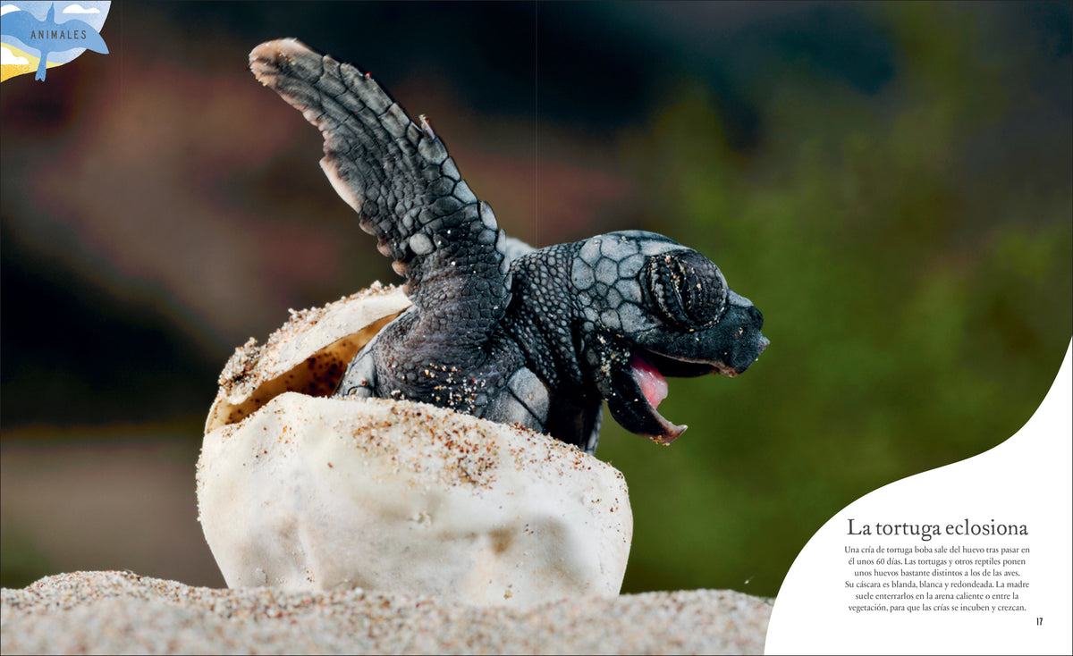 Tesoros de la naturaleza (Nature's Treasures) interior 8 (ISBN 9780744064414)