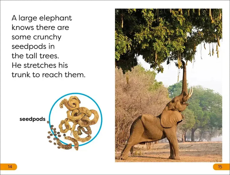 DK Super Readers Level 1 Animal Feeding Time US - Hardback