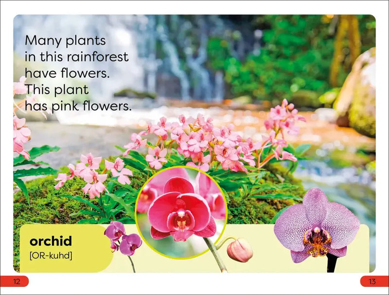 DK Super Readers Pre-Level Into the Rainforest US - Paperback / softback