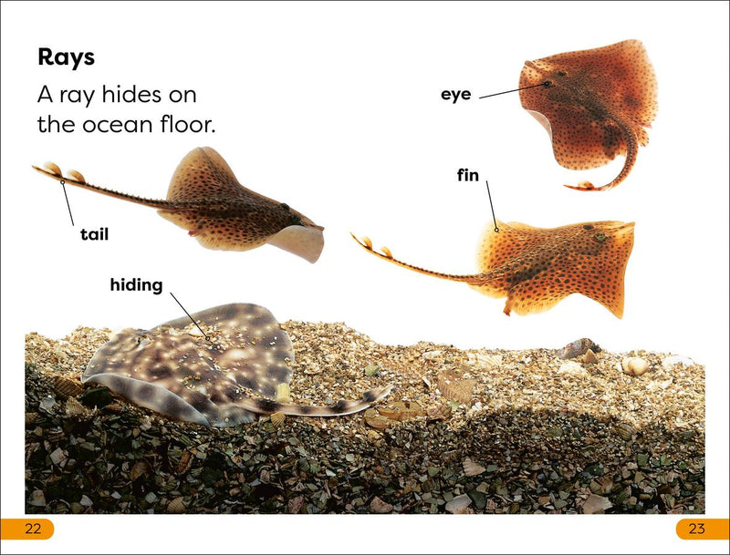 DK Super Readers Level 1 Explore the Coral Reef US - Paperback / softback