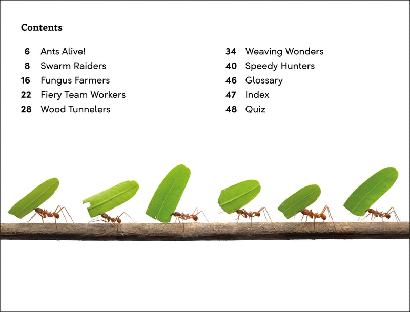 DK Super Readers Level 3 Ant Antics US - Paperback / softback