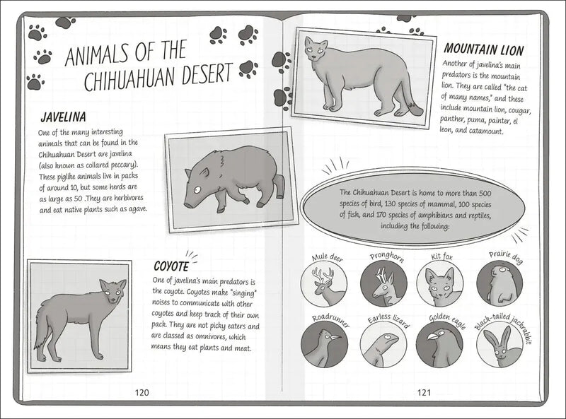 The Secret Explorers and the Desert Disappearance US - Paperback / softback