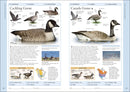 Birds of Eastern Canada US - Book