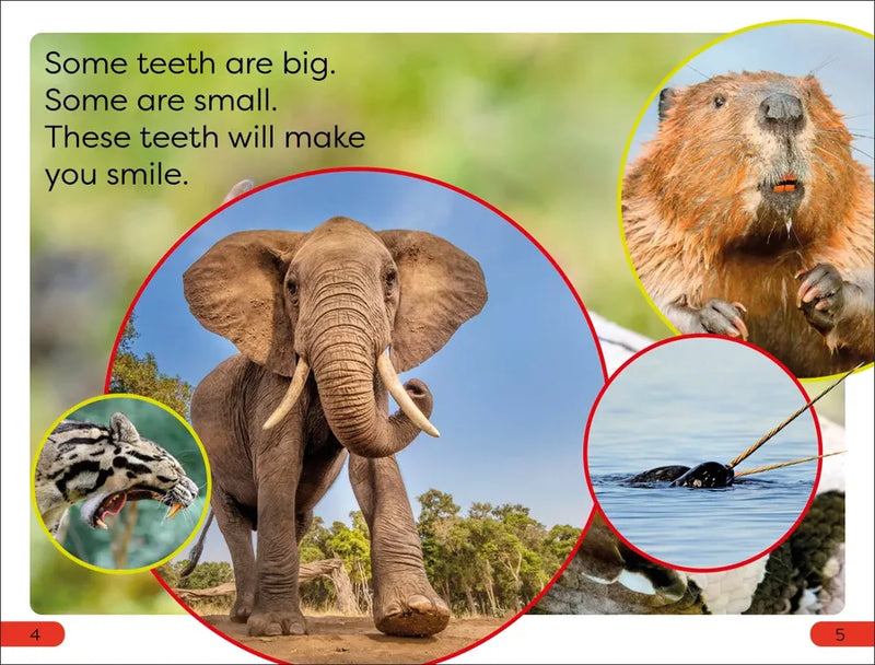 DK Super Readers Pre-Level Chomp! Big Teeth US - Hardback