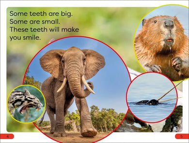 DK Super Readers Pre-Level Chomp! Big Teeth US - Paperback / softback