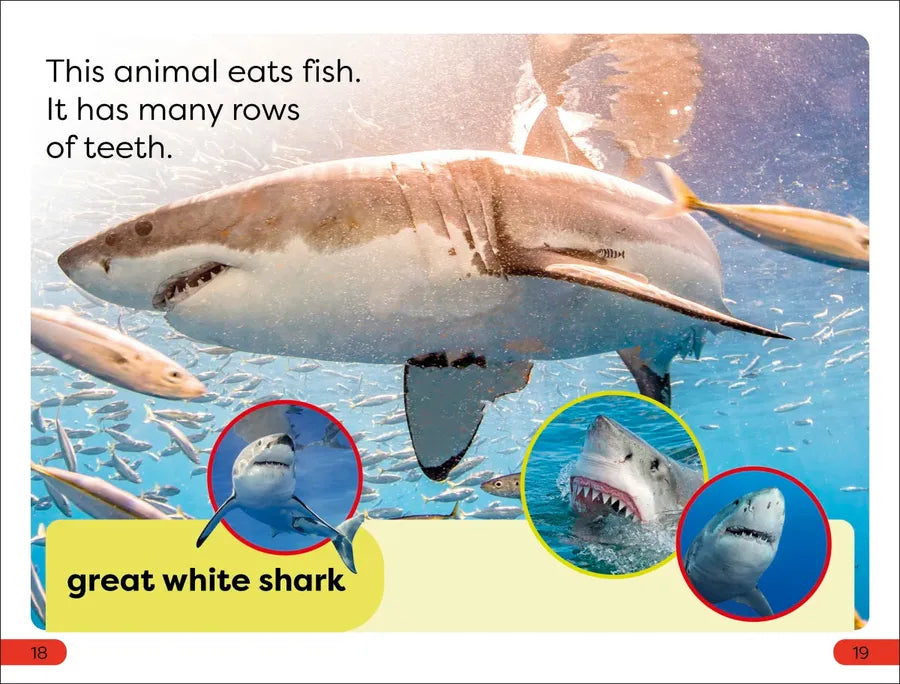 DK Super Readers Pre-Level Chomp! Big Teeth US - Paperback / softback