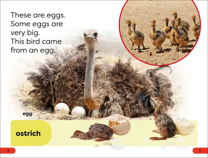 DK Super Readers Pre-Level What Starts in an Egg? US - Hardback