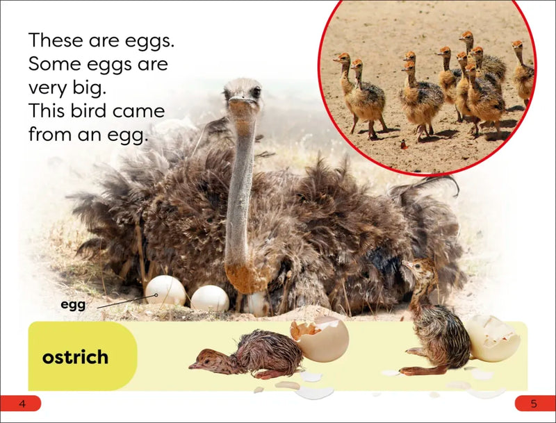 DK Super Readers Pre-Level What Starts in an Egg? US - Paperback / softback