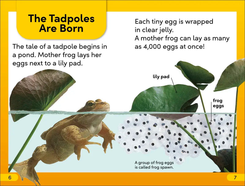 DK Super Readers Level 2 Tale of a Tadpole US - Paperback / softback