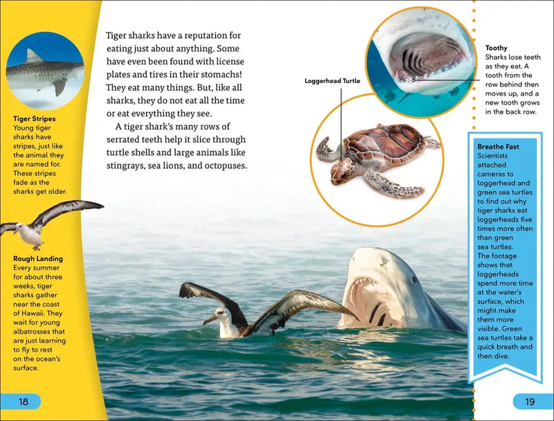 DK Super Readers Level 4 Shark: Apex Predator US - Paperback / softback