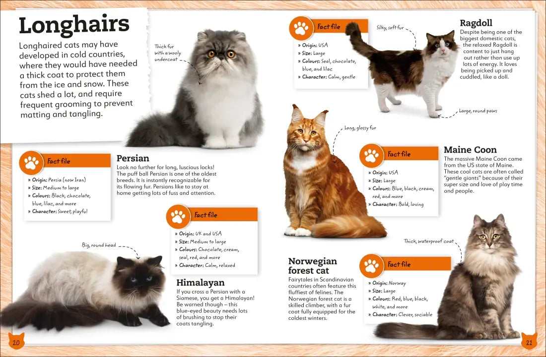 My Book of Cats and Kittens US - Hardback