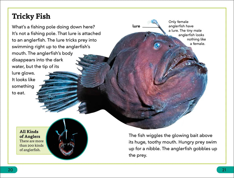 DK Super Readers Level 3 Deep-Sea Creatures US - Paperback / softback