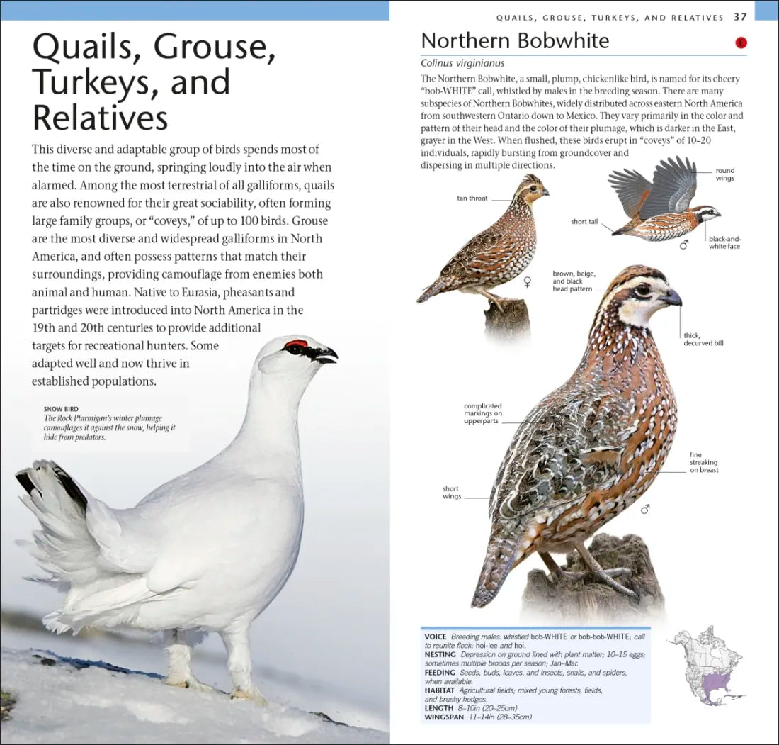 AMNH Pocket Birds of North America Eastern Region US - Paperback / softback