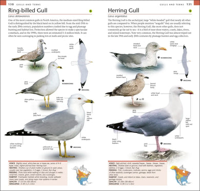 AMNH Pocket Birds of North America Eastern Region US - Paperback / softback