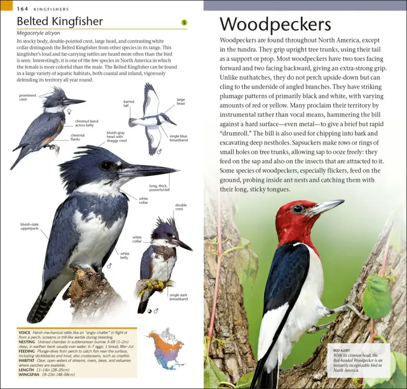 AMNH Pocket Birds of North America Eastern Region US - Paperback / softback