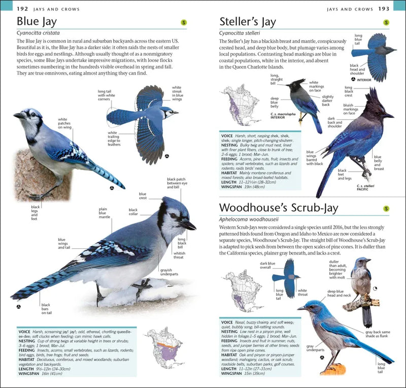 AMNH Pocket Birds of North America Western Region US - Paperback / softback