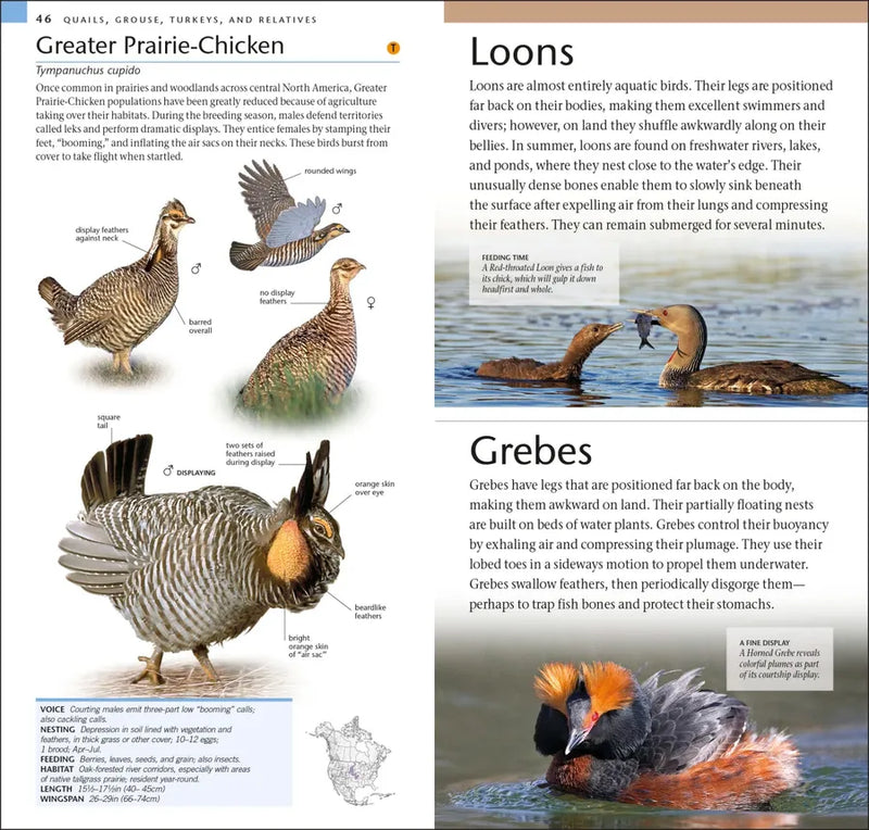 AMNH Pocket Birds of North America Western Region US - Paperback / softback